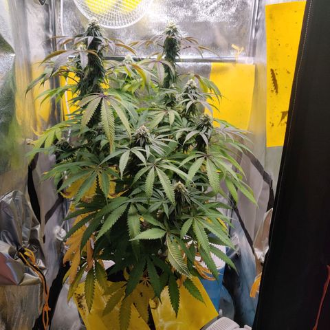 Pineapple kush  growlog timeline photo
