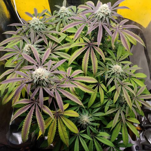 Pineapple kush  growlog timeline photo