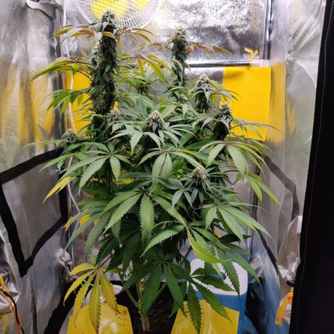 Pineapple kush  growlog timeline photo