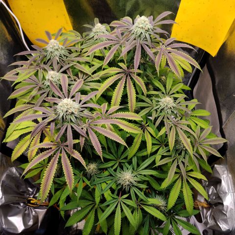 Pineapple kush  growlog timeline photo