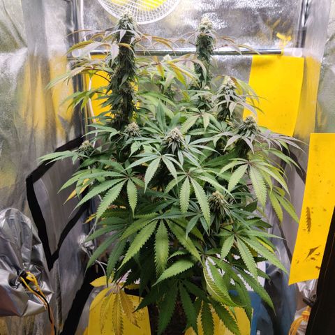 Pineapple kush  growlog timeline photo