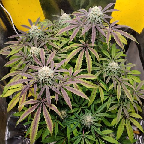 Pineapple kush  growlog timeline photo