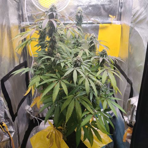 Pineapple kush  growlog timeline photo
