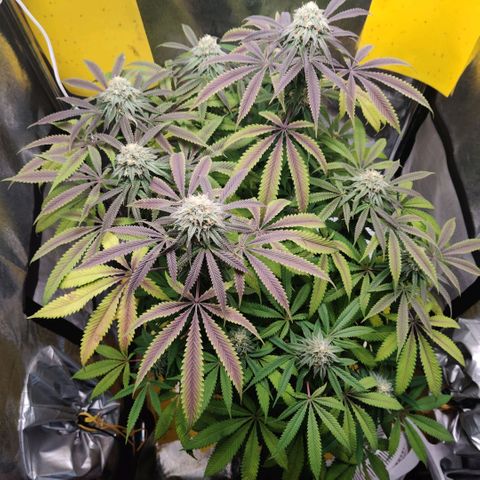 Pineapple kush  growlog timeline photo