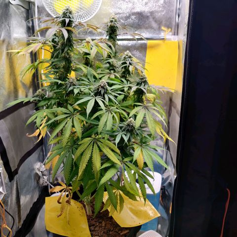 Pineapple kush  growlog timeline photo