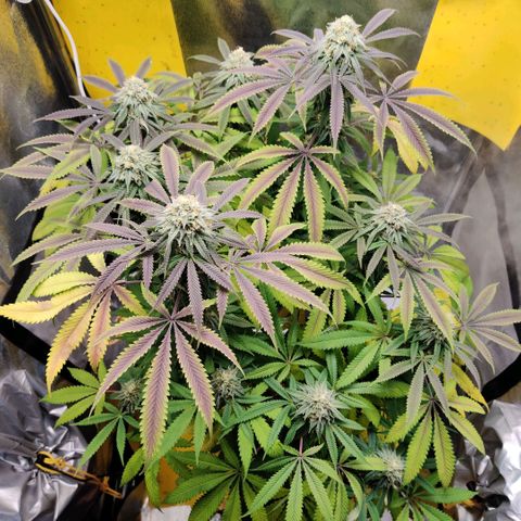 Pineapple kush  growlog timeline photo