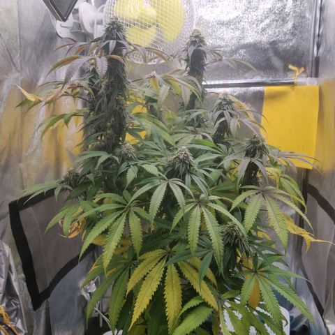 Pineapple kush  growlog timeline photo