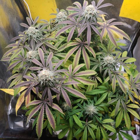 Pineapple kush  growlog timeline photo