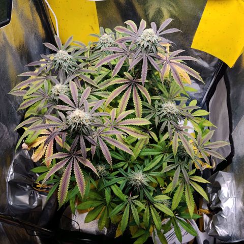 Pineapple kush  growlog timeline photo