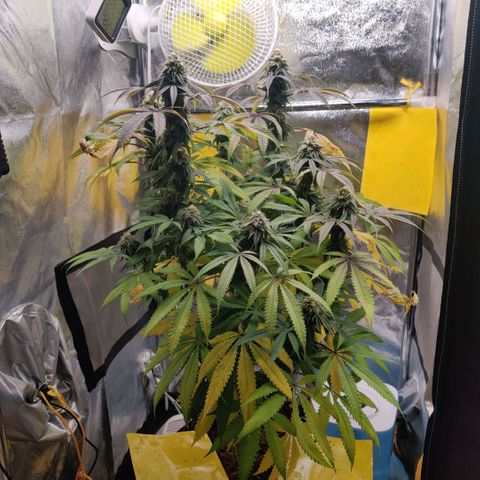 Pineapple kush  growlog timeline photo