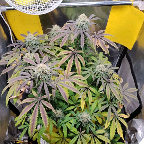 Pineapple kush  growlog timeline photo
