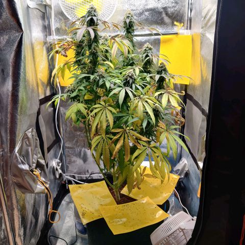 Pineapple kush  growlog timeline photo