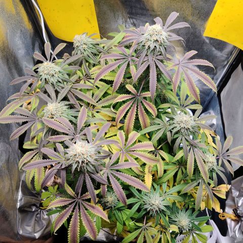 Pineapple kush  growlog timeline photo