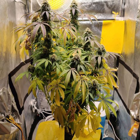 Pineapple kush  growlog timeline photo