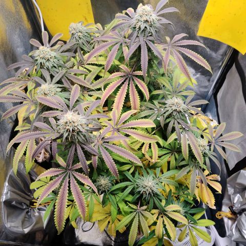 Pineapple kush  growlog timeline photo