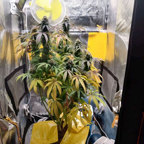 Pineapple kush  growlog timeline photo