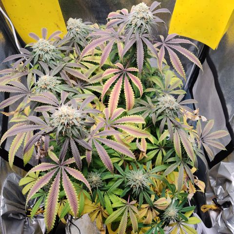 Pineapple kush  growlog timeline photo