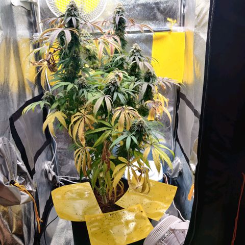 Pineapple kush  growlog timeline photo