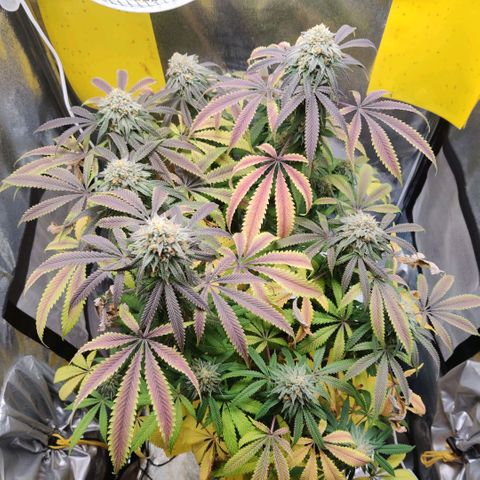 Pineapple kush  growlog timeline photo