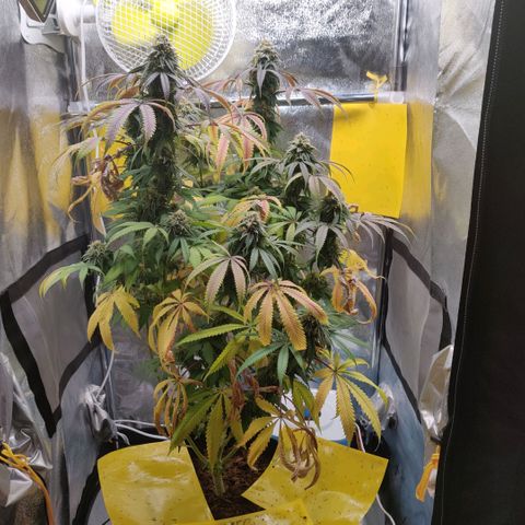 Pineapple kush  growlog timeline photo
