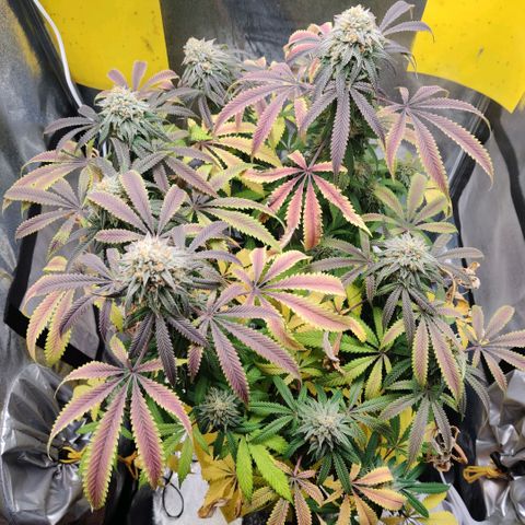 Pineapple kush  growlog timeline photo