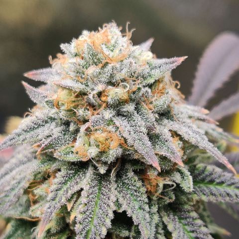 Pineapple kush  growlog timeline photo