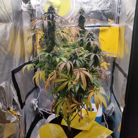 Pineapple kush  growlog timeline photo