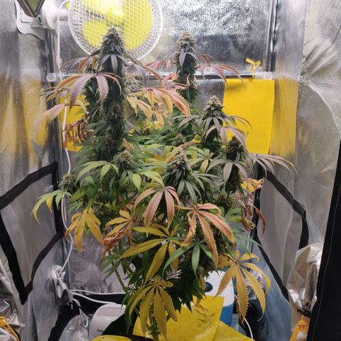 Pineapple kush  growlog timeline photo