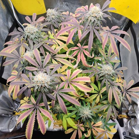 Pineapple kush  growlog timeline photo