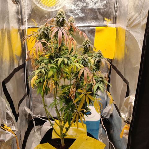 Pineapple kush  growlog timeline photo