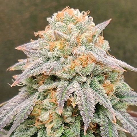 Pineapple kush  growlog timeline photo