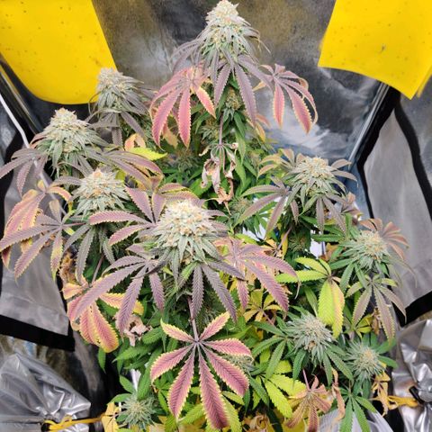 Pineapple kush  growlog timeline photo
