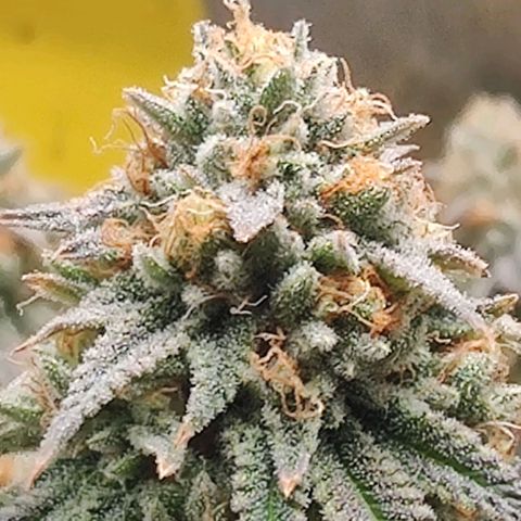 Pineapple kush  growlog timeline photo