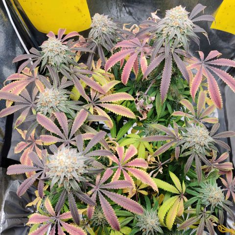 Pineapple kush  growlog timeline photo