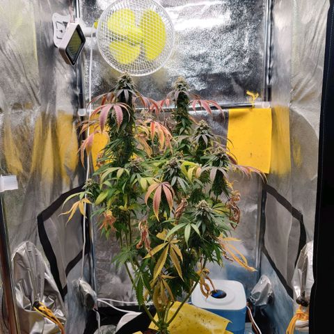 Pineapple kush  growlog timeline photo