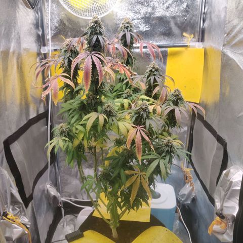 Pineapple kush  growlog timeline photo
