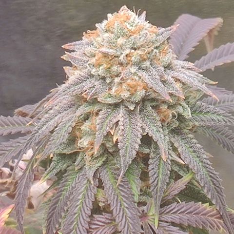 Pineapple kush  growlog timeline photo