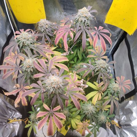 Pineapple kush  growlog timeline photo