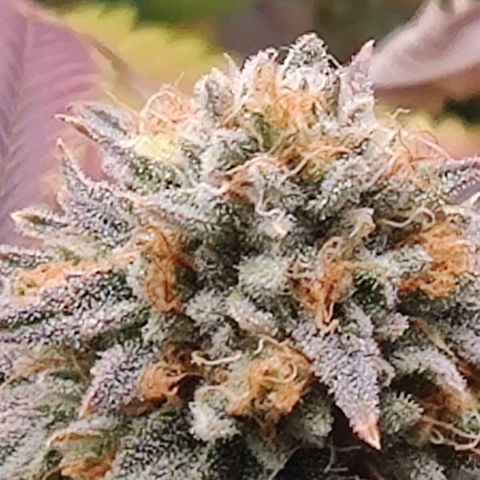 Pineapple kush  growlog timeline photo