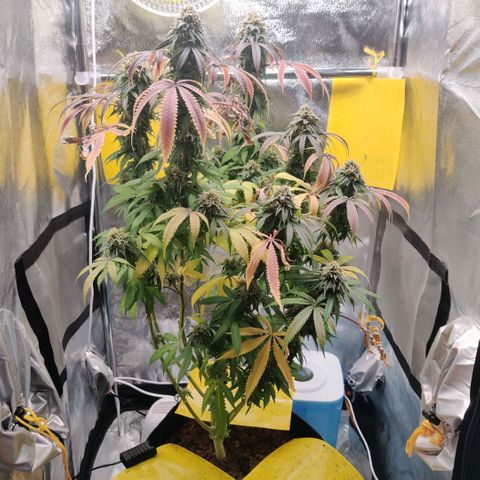 Pineapple kush  growlog timeline photo