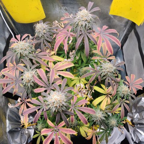 Pineapple kush  growlog timeline photo