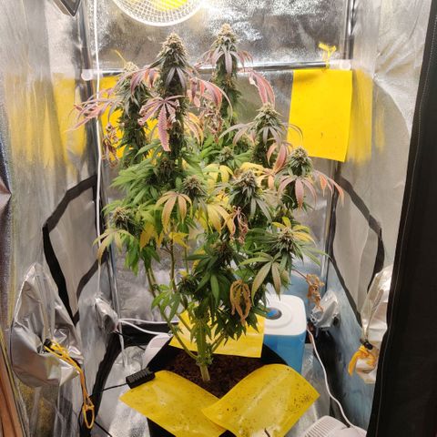 Pineapple kush  growlog timeline photo