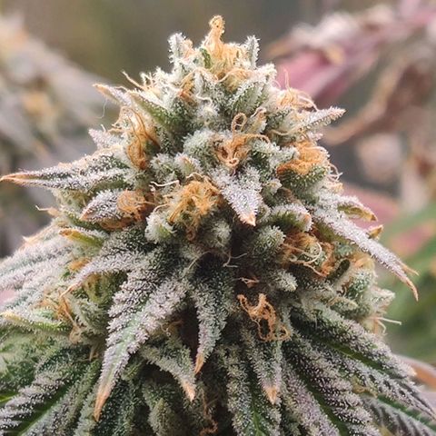Pineapple kush  growlog timeline photo
