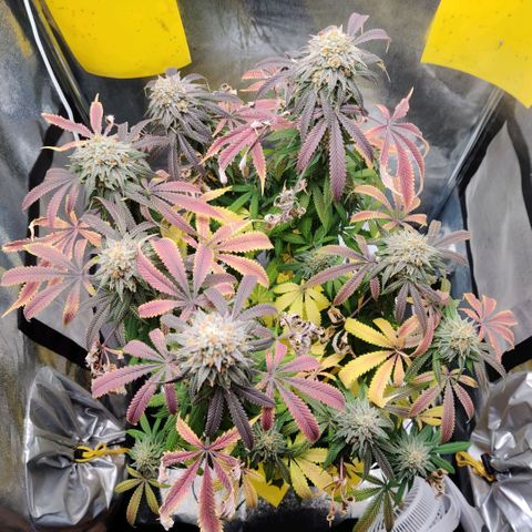 Pineapple kush  growlog timeline photo