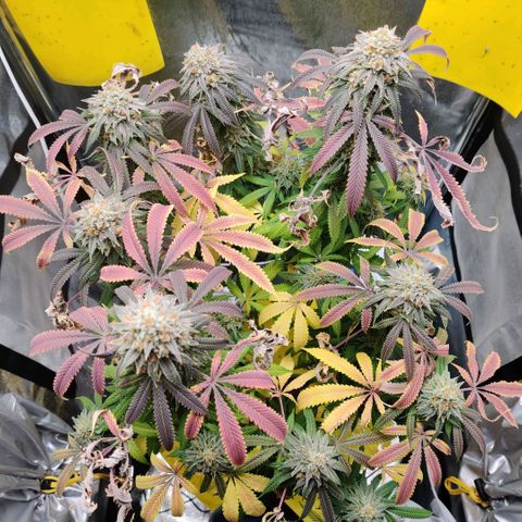 Pineapple kush  growlog timeline photo