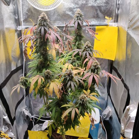 Pineapple kush  growlog timeline photo