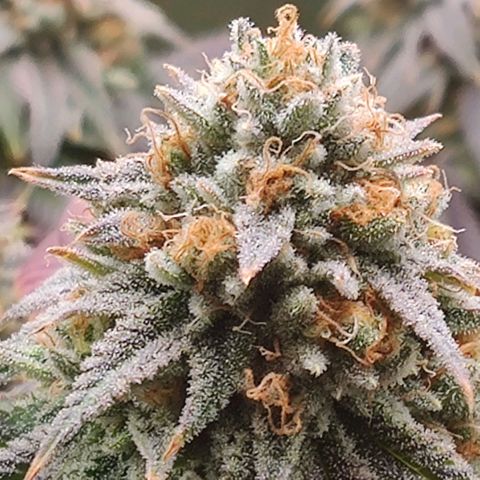 Pineapple kush  growlog timeline photo