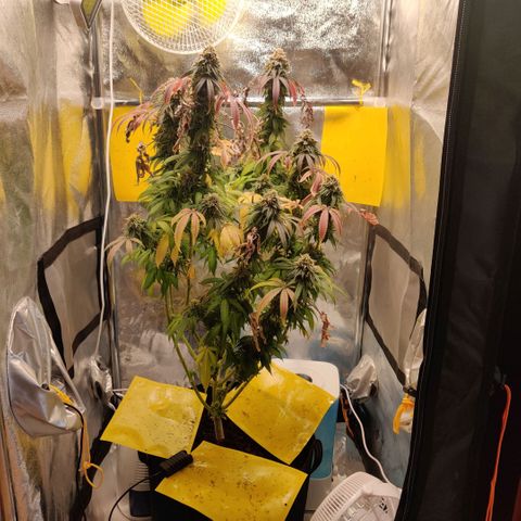 Pineapple kush  growlog timeline photo