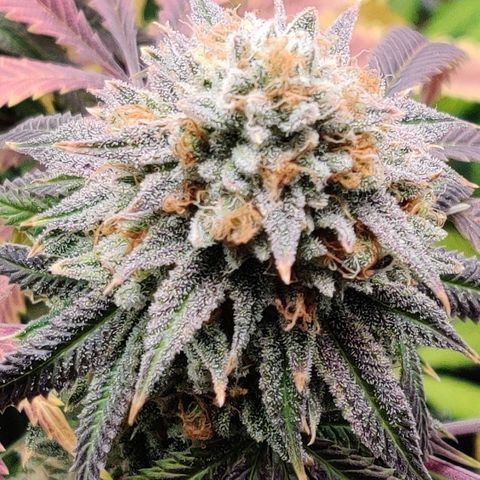 Pineapple kush  growlog timeline photo