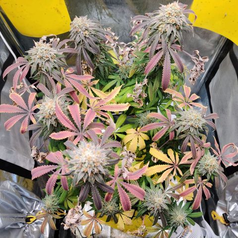 Pineapple kush  growlog timeline photo